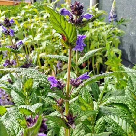 Nepeta Neptune 2