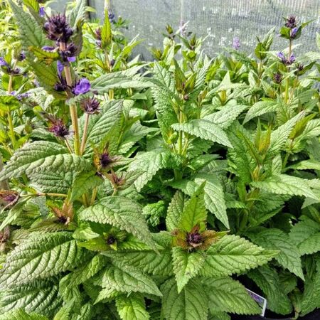Nepeta Neptune 3