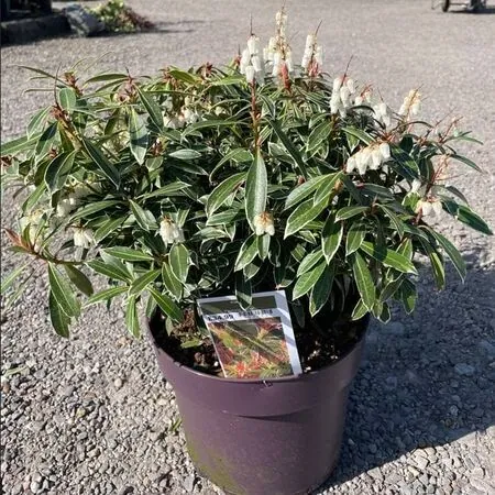Pieris Flaming Silver 10 litre pot actual plant