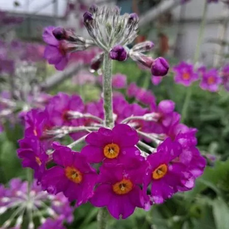 Primula beesiana