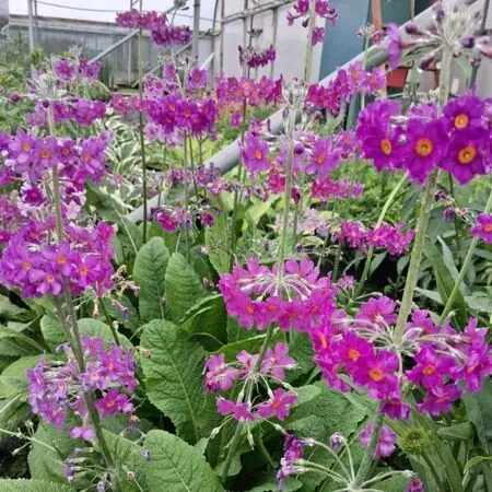 Primula beesiana 3