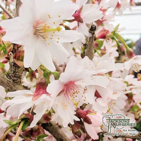 Buy Prunus incisa 'Kojo-no-mai' (Fuji Cherry) online from Jacksons Nurseries