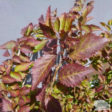 Buy Prunus incisa 'Kojo-no-mai' (Fuji Cherry) online from Jacksons Nurseries
