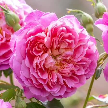 Rose Emma Bridgewater