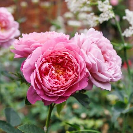 Rose Emma Bridgewater 4