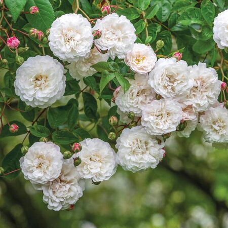 Rose Felicite Et Perpetue 4