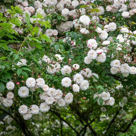 Rose Felicite Et Perpetue 6