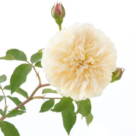 Rose Lichfield Angel 4