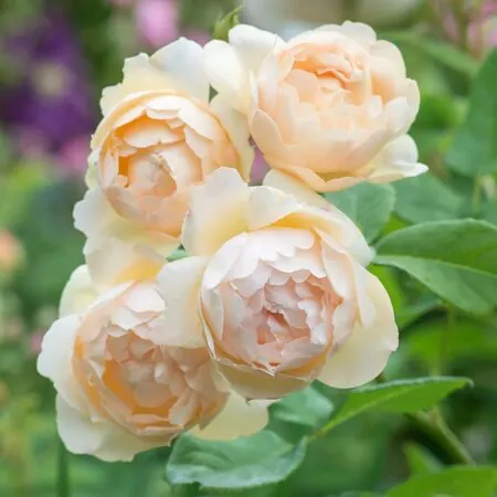 Rose Wollerton Old Hall