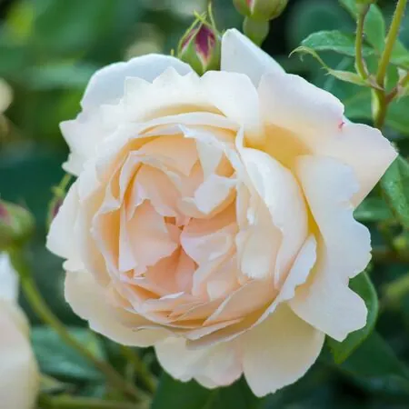 Rose Wollerton Old Hall 2