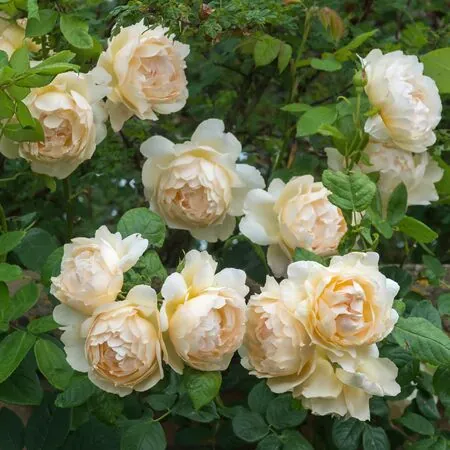 Rose Wollerton Old Hall 3