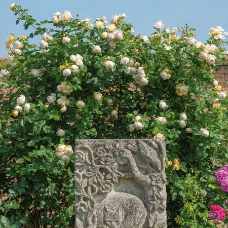 Rose Wollerton Old Hall 4
