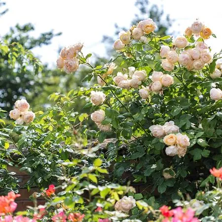 Rose Wollerton Old Hall 5