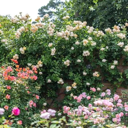 Rose Wollerton Old Hall 6