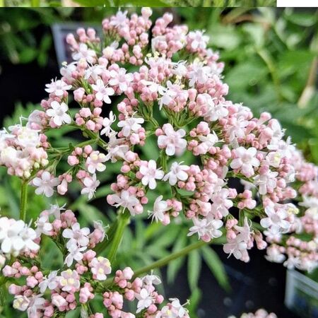 Valerian officinalis