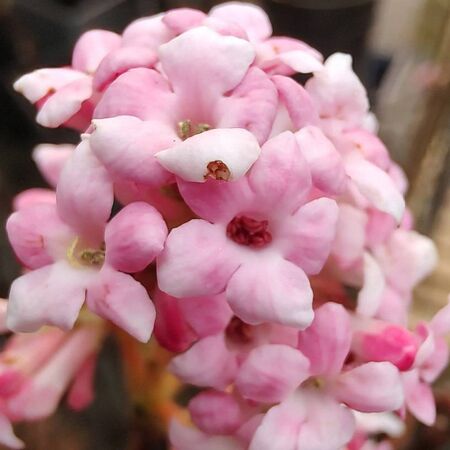 Viburnum Dawn