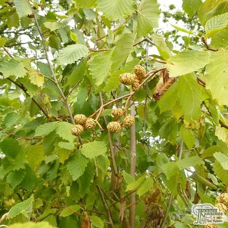 Buy Alnus incana Aurea at Jacksons Nurseries