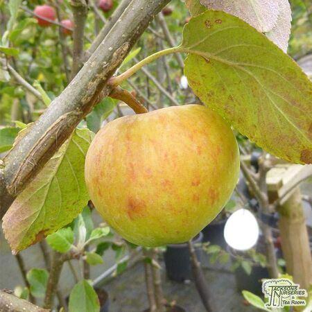 Buy Apple - Malus domestica James Grieve online from Jacksons Nurseries