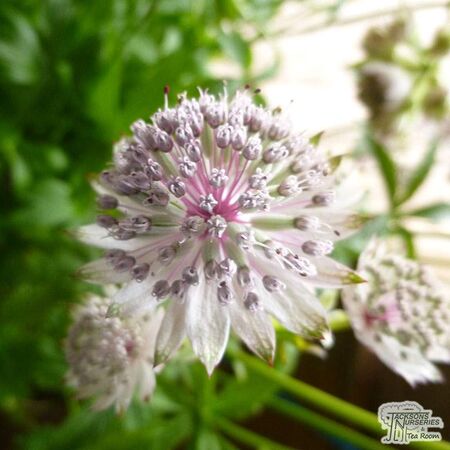 Buy Astrantia major subsp. involucrata Shaggy (Masterwort) online from Jacksons Nurseries
