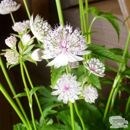 Buy Astrantia major subsp. involucrata Shaggy (Masterwort) online from Jacksons Nurseries