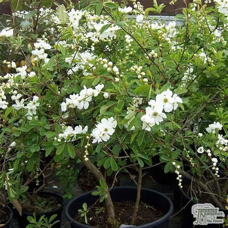Buy Exochorda The Bride from Jacksons Nurseries