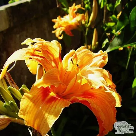 Buy Hemerocallis fulva 'Flore Pleno' (Daylilly) online from Jacksons Nurseries