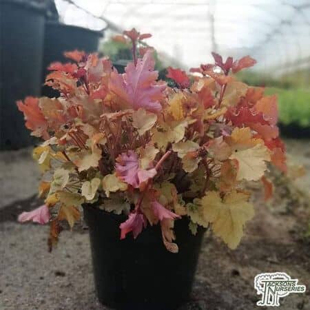 Heuchera Marmalade 7