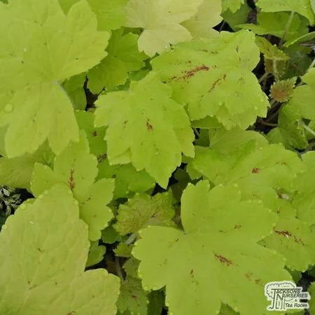 Buy Heucherella Sunrise Falls at Jacksons Nurseries