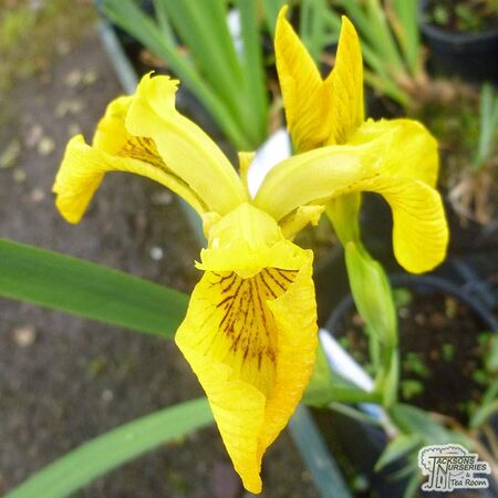 Buy Iris pseudacorus (Yellow flag) online from Jacksons Nurseries.