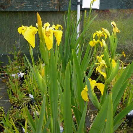 Buy Iris pseudacorus (Yellow flag) online from Jacksons Nurseries.