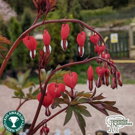 Buy Lamprocapnos spectabilis 'Valentine' (Dicentra) (Bleeding Heart) online from Jacksons Nurseries