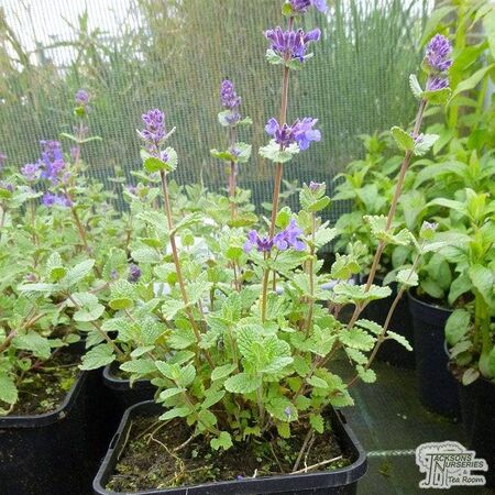 Nepeta Six Hills Giant 9