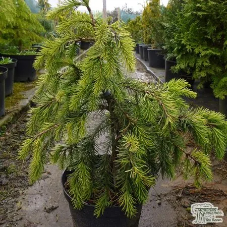 Buy Picea breweriana online from Jacksons Nurseries