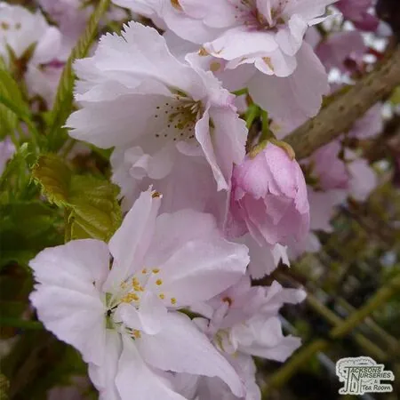 Buy Prunus Amanogawa (Japanese Flowering Cherry) online from Jacksons Nurseries