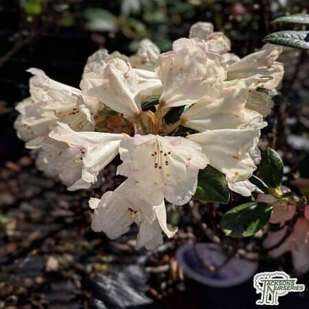 Buy Rhododendron Dusty Miller (Yakushimanum Rhododendron) online from Jacksons Nurseries