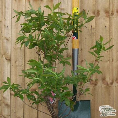 Buy Rhododendron Fireball (Deciduous Hybrid Azalea) online from Jacksons Nurseries
