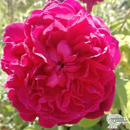 Buy rosa william shakespeare moment from Jacksons Nurseries