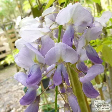 Buy Wisteria sinensis Blue Sapphire at Jacksons Nurseries