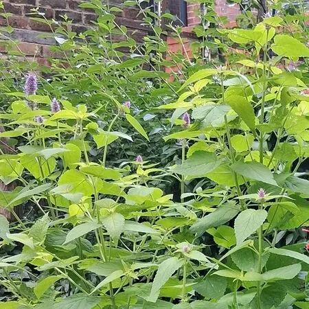 Buy Agastache 'Golden Jubilee' online from Jacksons Nurseries