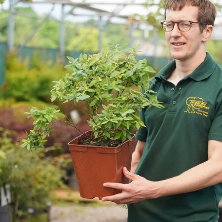 Blueberry 'Sunshine Blue' - Actual plant