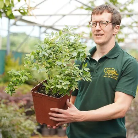 Blueberry 'Sunshine Blue' - Actual plant