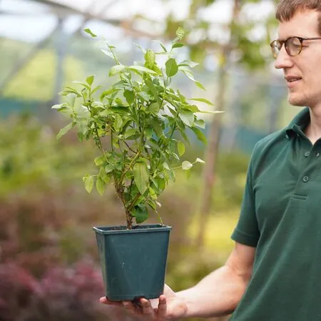 Blueberry Patriot - Actual plant