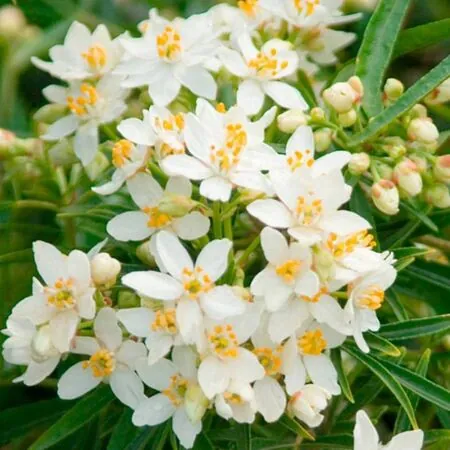 Choisya Aztec Pearl Flower