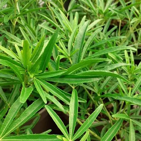 Choisya Aztec Pearl Foliage