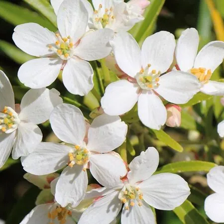 Choisya Sundance Flower 2