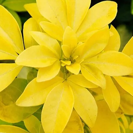 Choisya Sundance Foliage Close Up