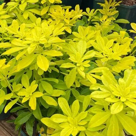 Choisya Sundance Foliage