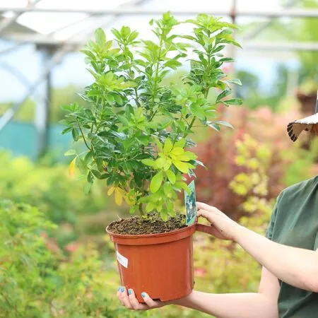 Buy Choisya ternata (Mexican Orange Blossom) online from Jacksons Nurseries
