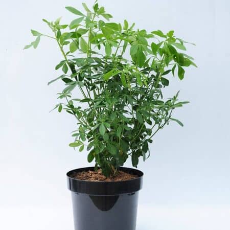 Choisya Ternata 10 Litre Pot