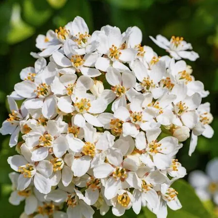Choisya Ternata Flowers Close Up 2